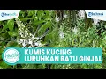 Download Lagu Minum Air Rebusan Daun Kumis Kucing Bisa Meluruhkan Batu Ginjal, Begini Cara Tepat Buatnya