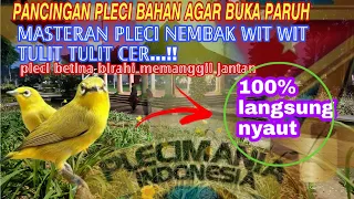 Download MASTERAN PLECI NEMBAK WIT WIT TULIT TULIT CER | PLECI JANTAN MP3