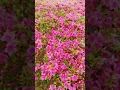 Download Lagu Flowers view beautiful 💐Kobe 🇯🇵😍2025