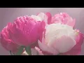 Download Lagu PEONY DREAMS - NONA | OFFICIAL VIDEO