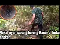 Mencari sarang burung Kacer sampai nekat masuk hutan berbahaya