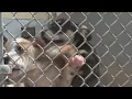 Clear the Shelters Amarillo Animal Management and Welfare