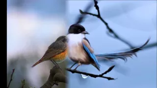 النور الجيلاني العصفور دندنها