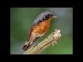 Download Lagu  Burung Robin, Burung Chat, Burung Wheatear