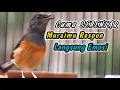Lagu HANYA 10 DETIK‼️KRETEKAN KERAS MURAI BETINA AMPUH BIKIN JANTAN DISITU LANGSUNG RESPON CEPAT EMOSI