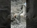 Download Lagu Lonesome George: The Loneliest Animal in the World #shorts #extinction #animals