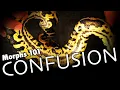 CONFUSION Gene Explained A Morphs 101 Special