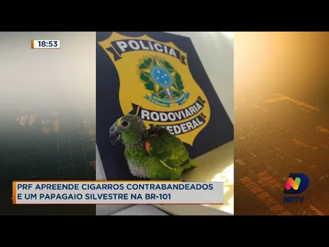 Cigarros e papagaio silvestre: PRF realiza apreensões na BR-101