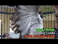 Download Lagu Suara Burung Kutilang Gacor ASLI Tanpa isian, PANCINGAN Pikat Kutilang bikin kutilang Ribut gacor,