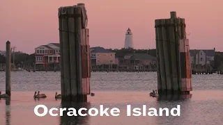 The Amazing Wildlife on Ocracoke Island North Carolina Naturally