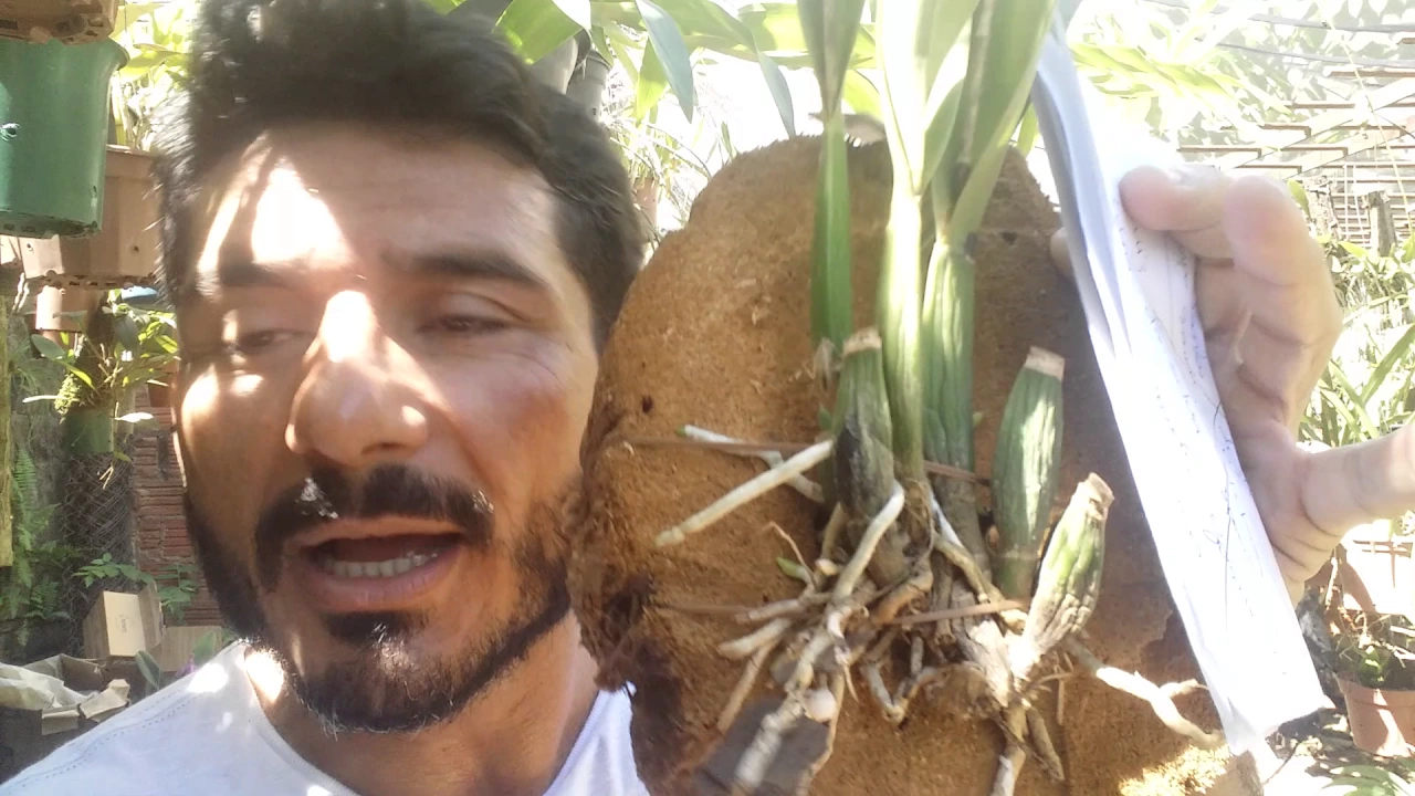DICAS DE CULTIVO DE ORQUÍDEAS 71