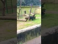 Download Lagu eke santali ampi chali dare sanduka fen re likhake Teri gume se mera naam bhalu ka fain