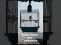 Download Lagu kenari jambul isian ambulance