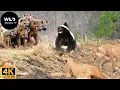 Download Lagu Okavango: A Fúria do Ratel no Círculo da Morte #animaisselvagens | Wild Wonders