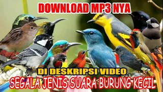 Download PUTAR SUARA INI AUTO DAPAT BANYAK !! SUARA PIKAT BURUNG KECIL MP3