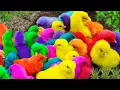 Download Lagu Tangkap Ayam Lucu,Ayam Warna Warni,Ayam rainbow,Ayam Pelangi, Bebek,kucing,Kelinci,Dunia Hewan Lucu