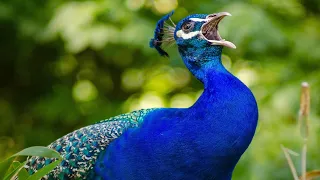                                 صوت الطاووس دندنها