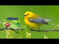 Download Lagu Nada dering suara burung | Nada dering pesan suara merdu #youtubevideo #burung #efeksuara