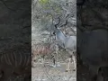 Download Lagu A 53 inch Kudu Bull we Bowhunted on our 20,000 acre farm. #wildlife #bowhunting #africa #hunting
