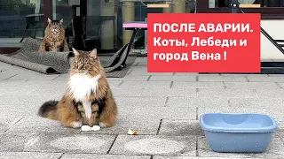 После аварии. Коты, Лебеди и город Вена