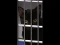 U-Haul of cats found in Tacoma motel parking lot