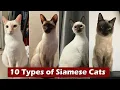 10 TYPES of SIAMESE CATS - Which is Best for You