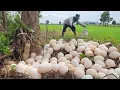 Download Lagu Top Video amazing  -A farmer collects a lot of duck eggs by the light and under the tree.