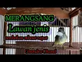 Download Lagu CUCAK JENGGOT JANTAN MERANGSANG LAWAN JENIS MBESET RAPAT#masterancucakjenggot