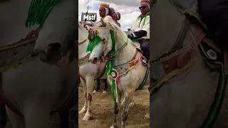 خيول الفنتازيا Shorts 435 