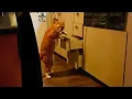 Unexplained orange cat behavior