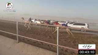 الشوط 14 الشاهينيه لـ محمد حمد راعي قحير الدرعي 1 43 33 شارة الصندوق 2021 6 5 الرقيعات فطامين 