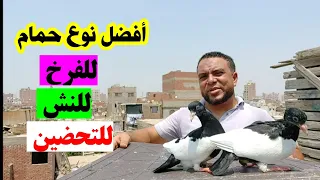 أفضل نوع حمام هيشتغل معاك فرخ وتحضين وفي النش ومطلوب في السوق وسعره ممتاز 