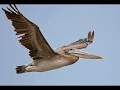 Snowy White - Birds of Paradise
