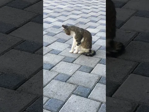 Cute, clean boy cat 🐈💙