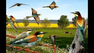 European Bee Eater Sound صوت الوروار الاوروبي 