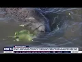 FWC Brevard County ground zero for manatee deaths