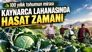 100 Yıllık Ata Tohumuyla Üretiliyor! Kaynarca Lahanasında Hasat Zamanı