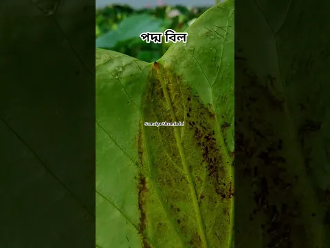 এক টুকরো ফুলের স্বর্গ রাজ্যে । মন ভালো করার মত জায়গা।#shorts #shortvideo #short #yt #ytshorts #fyp