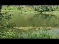 Deep Relaxation _ Forest Lake Sounds _ Bird Calls.