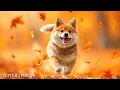 Download Lagu Осенняя Мелодия Любви 🍁 Три месяца я слушала только эту музыку! Музыка Сергей Грищук.