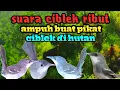 Download Lagu suara ciblek ribut ampuh dijadikan suara pikat ciblek dan pancingan ciblek.