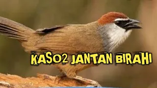 Download SUARA KICAU BURUNG KASO KASO JANTAN DIMUSIM KAWIN MP3