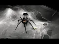 Download Lagu Feeding some funnel and curtain web spiders | Macrothele spp. \u0026 Linothele spp.