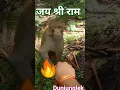 Download Lagu Prank 😅Whith Don Monkey 🔥//#trending #donmonkey #viralshortvideo