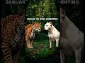 Download Lagu Jaguar vs Powerful Dog: Dogo Argentino, Rottweiler, Doberman! #dog #jaguar #shorts #animals #pitbull
