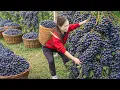 Harvesting Wild Grapes \u0026 Making Ancient Grape Wine | Traditional Survival Method