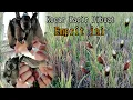 Download Lagu Kocar Kacir DiBuatnya | mikat Emprit kaji langsung diserbu Emperit Bondol.