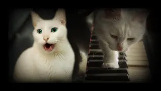 Beautiful - Cat Version