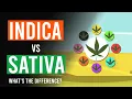 Download Lagu Cannabis Indica vs Cannabis Sativa: Whats the Difference?