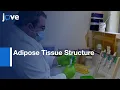 Adipose Tissue Structure By Methylsalicylate Clearing 3D Imaging l Protocol